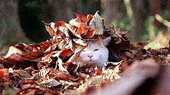 Autumn Leaves Cat