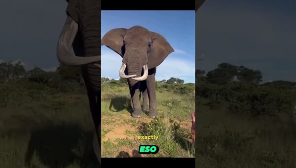 Cosas asombrosas que hacen los animales #animales #naturaleza #shorts