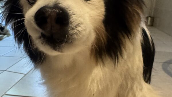 A photo of my dog Panko every day