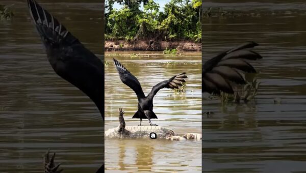Unbelievable animal encounters caught on camera!