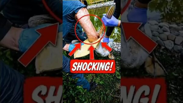 Incredible Animal Moments Caught on Camera 😱 Part-3