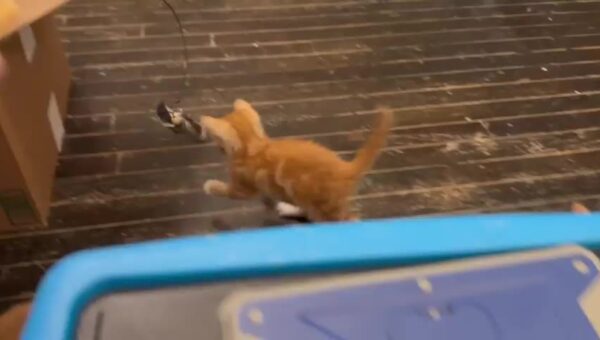 Hop hop hop
