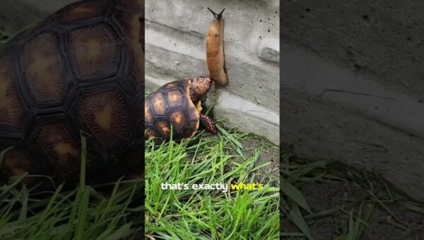 UNBELIEVABLE ANIMAL MOMENTS CAUGHT ON CAMERA 😲 🐕 😅 #usa