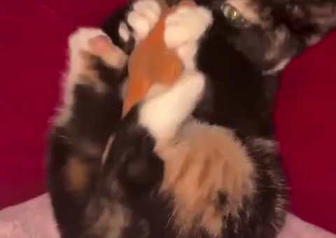 The Murder Mitts Cannot be Denied