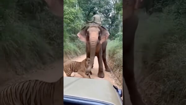 Momentos incríveis de animais capturados em vídeo