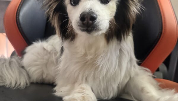 A photo of my dog Panko every day