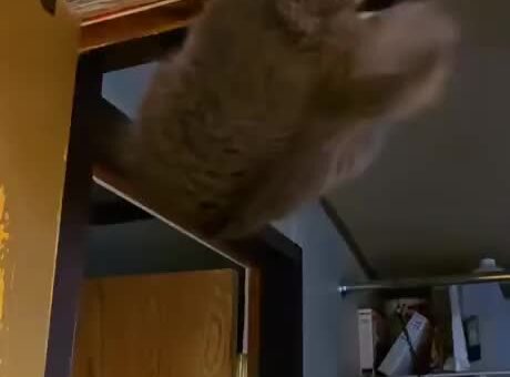 Cat Magic