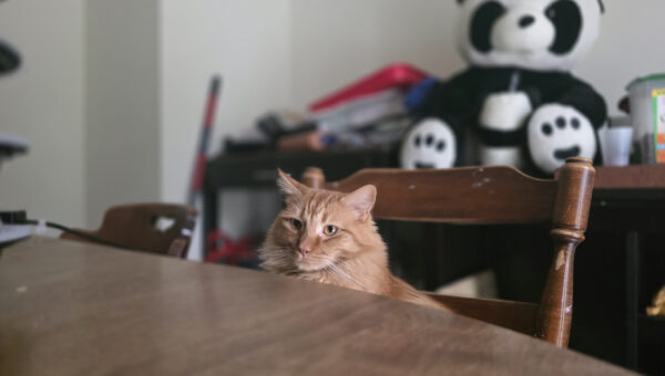 Frank. Wasting Away