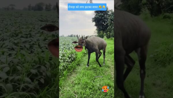 रोजड़ा को लगा झटका 🤣👇 #rockahmad07 #funny #cow #trending #viral #comedy #shorts
