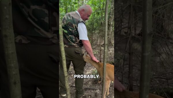 Incredible Animal Moments Caught on Camera