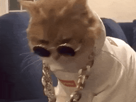 Cat Swag GIF by MOODMAN
