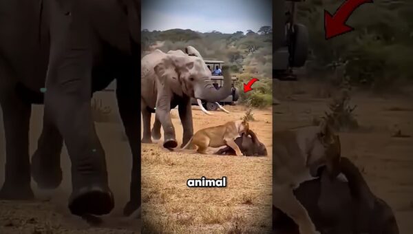 Momentos de Animais Mais Insanos Capturados em Vídeo