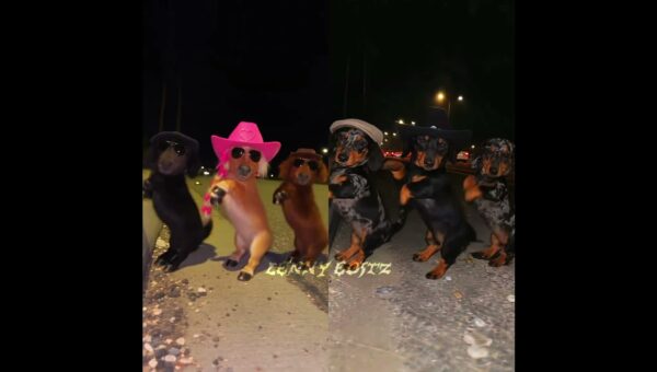 La calabaza trend😂who won this one ? #viral #shortsfeed#dancetrend #tiktok #edit #popular #funny