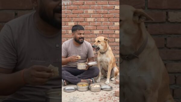 Hardworking dog comedy video #viral#video #views #trending#shortsfeed #youtube #animals #dog#comedy