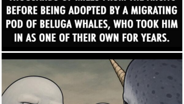 Beluga Bros