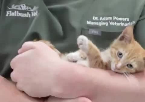 Mahalo is going to his foster home
