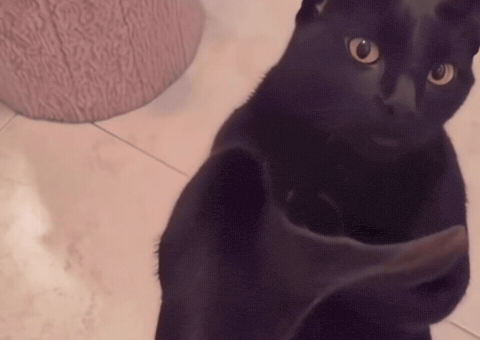 Cat No