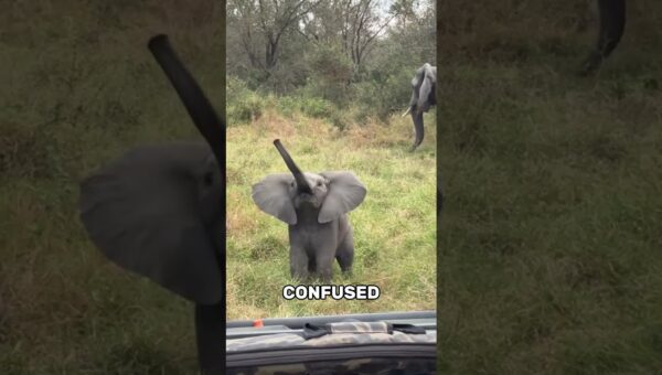 The Most Unexpected Animal Moments Ever Caught on Camera