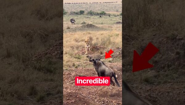 The Most Incredible Animal Moments Ever Caught On Camera
