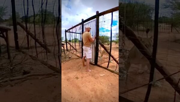 Most Astonishing Animal Moments Caught on Camera #hindi #animals