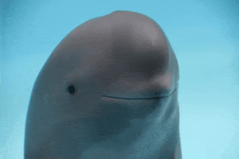 Dolphin Smiling GIF by GIPHY News