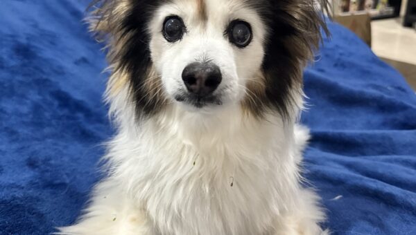 A photo of my dog Panko every day