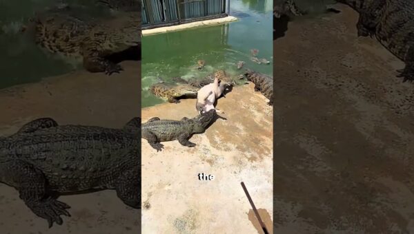 10 Unbelievable Animal Moments Caught on Camera 😱