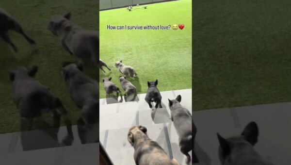 No one loves me today… #bulldog #fyp #viral #frenchie #puppies #cute #love #dog #video #viralvideo