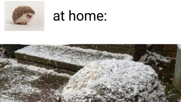 We have 🦔 at home