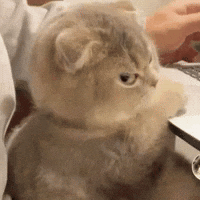 Angry Cat