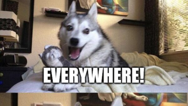 He’s a little ruff around the edges