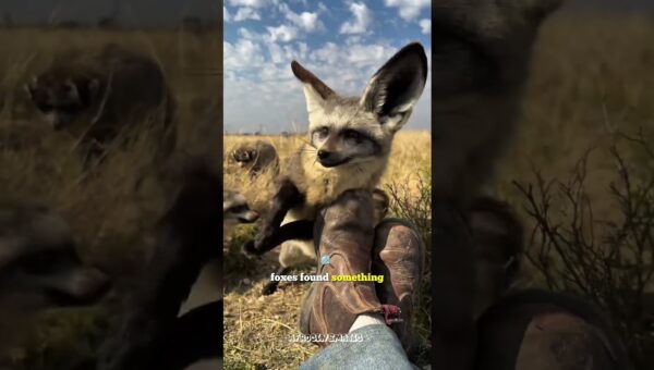 Most Incredible Animal Moments Caught on Camera 😮 (Big George Is Insane) #animalmoments #incredible