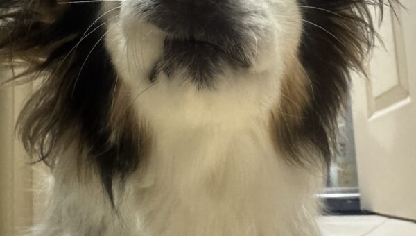 A photo of my dog Panko every day