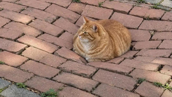 I fat so I sat
