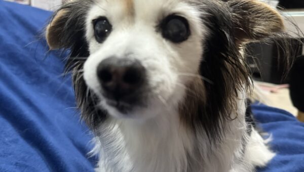 A photo of my dog Panko every day