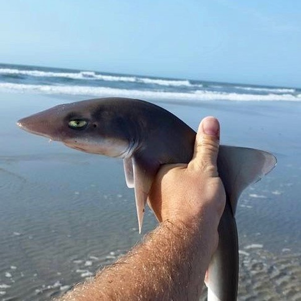 This is Bull, Shark
